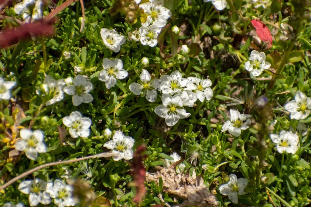 Arenaria Serpens