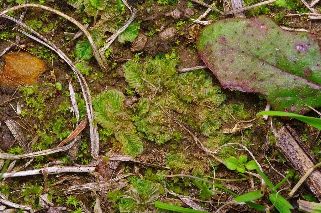 Petalophyllum Americanum