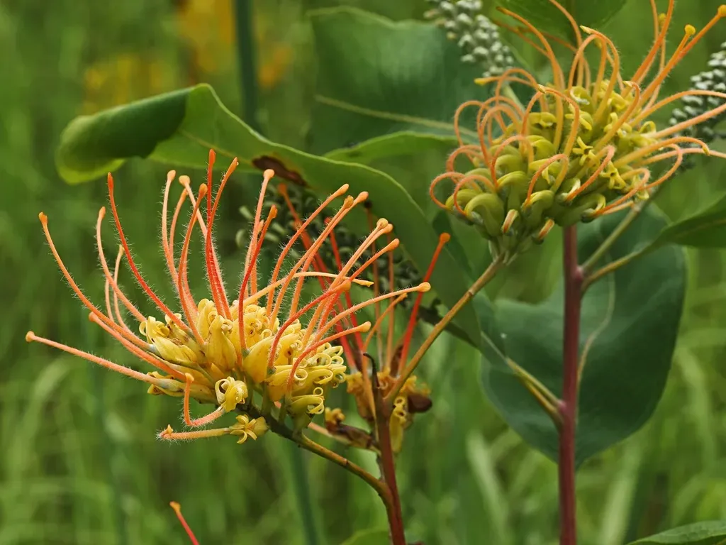 Grevillea Pluricaulis