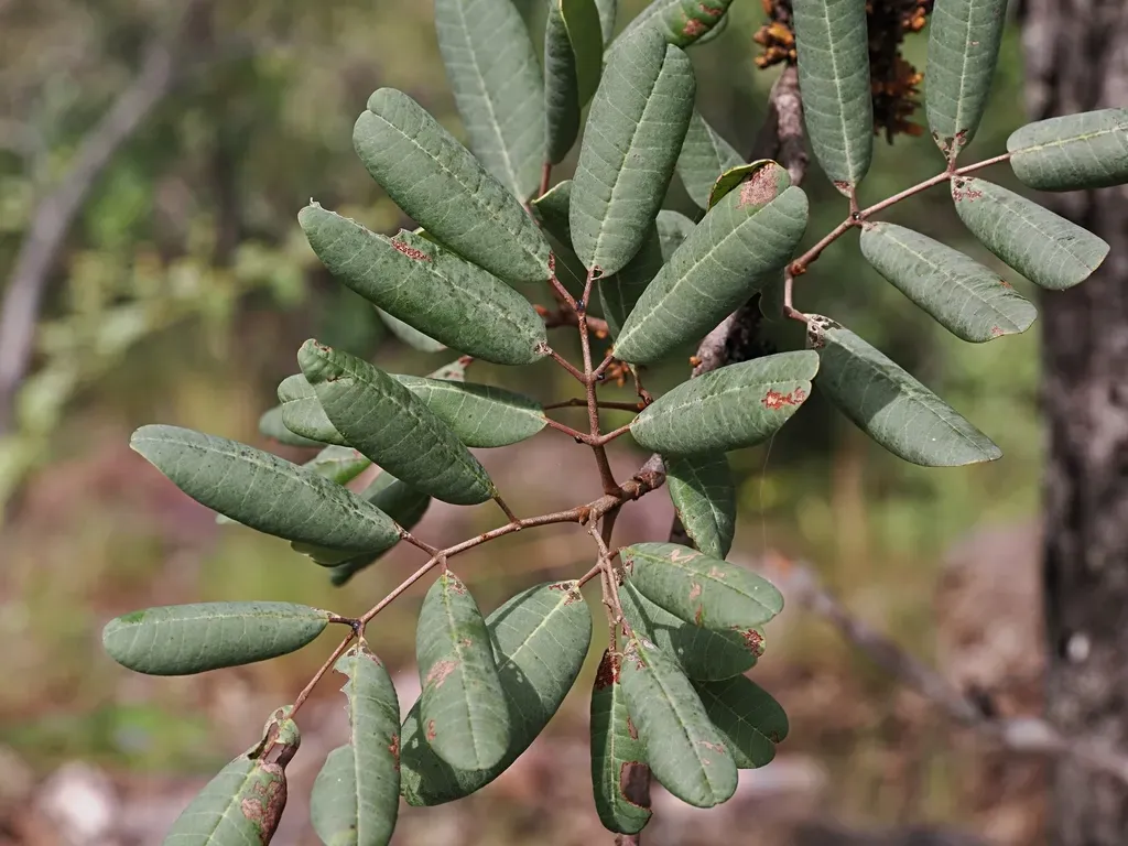 Blepharocarya Depauperata