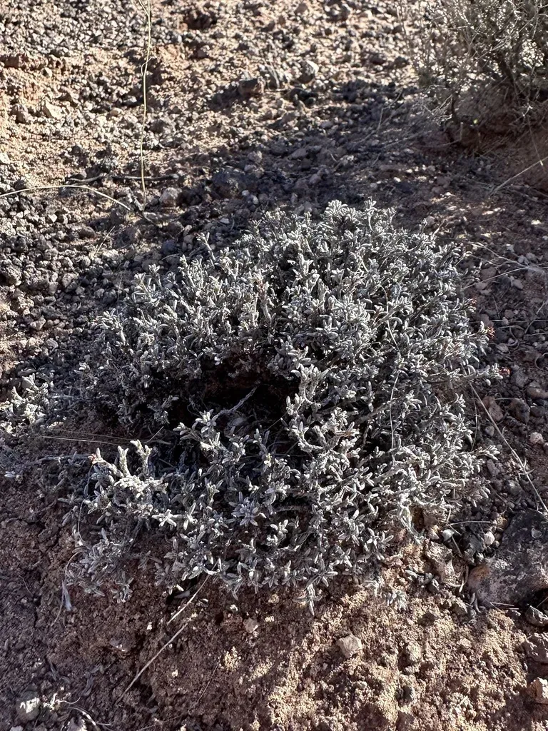 Yavapai County Buckwheat