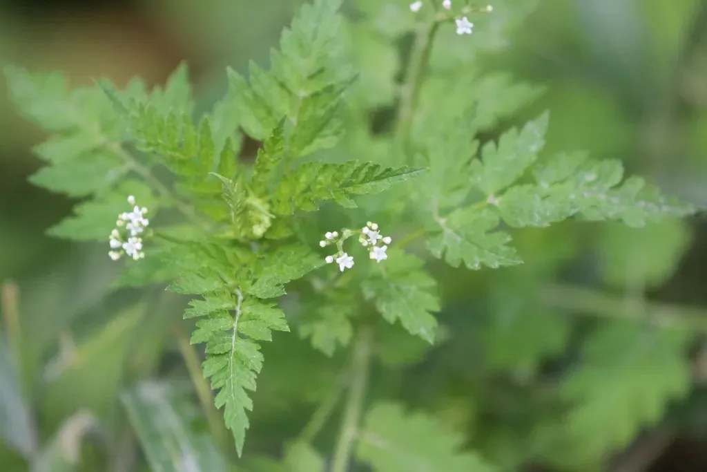 Valeriana Chaerophylloides