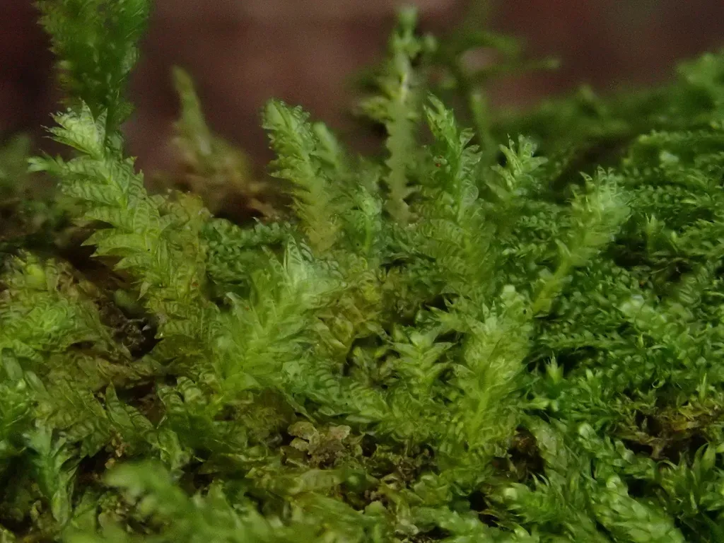 Neckera Cephalonica