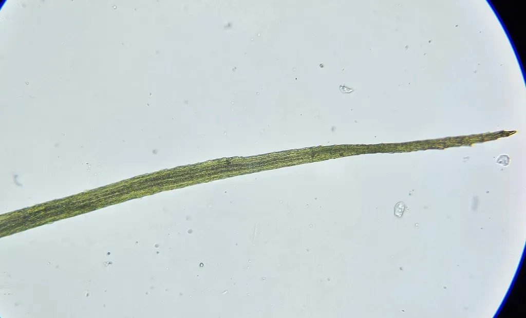 Awl-leaved Earth-moss