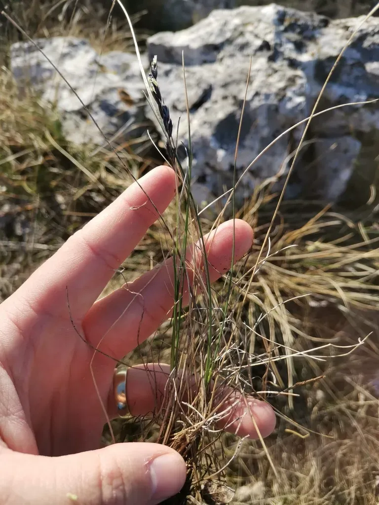 Sesleria Juncifolia