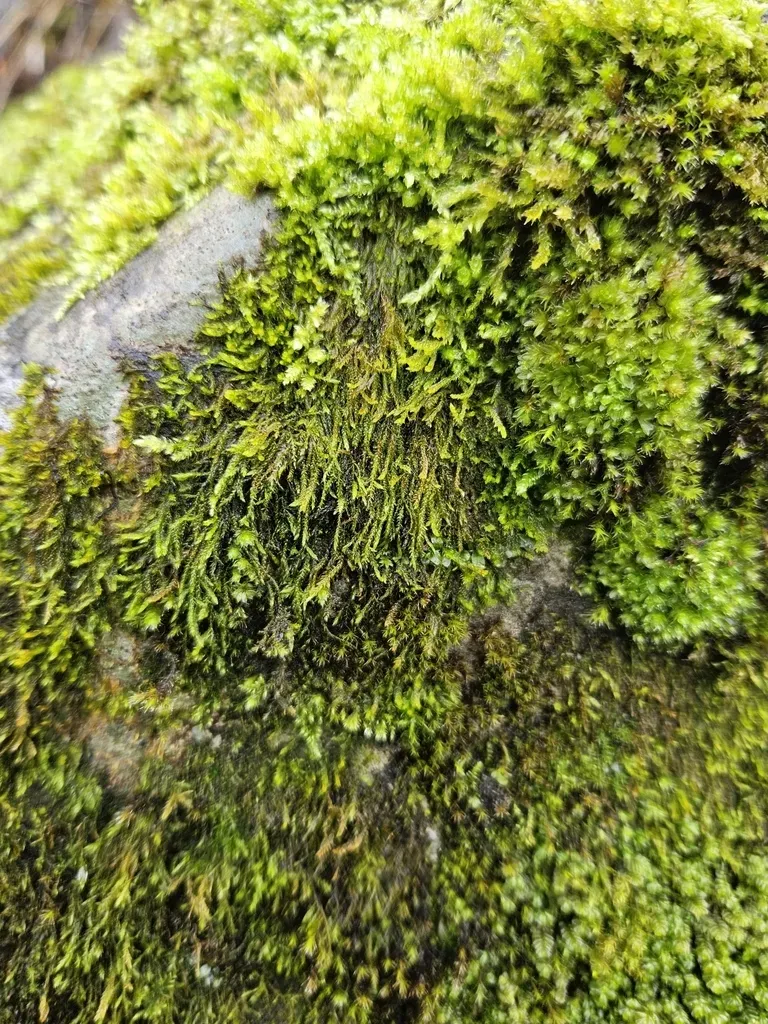Drab Brook-moss