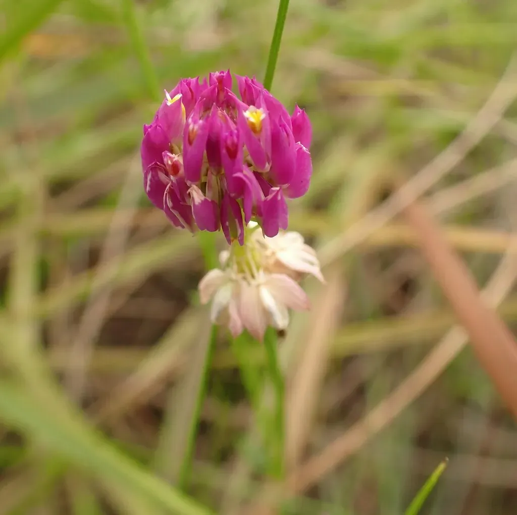Senega Longicaulis