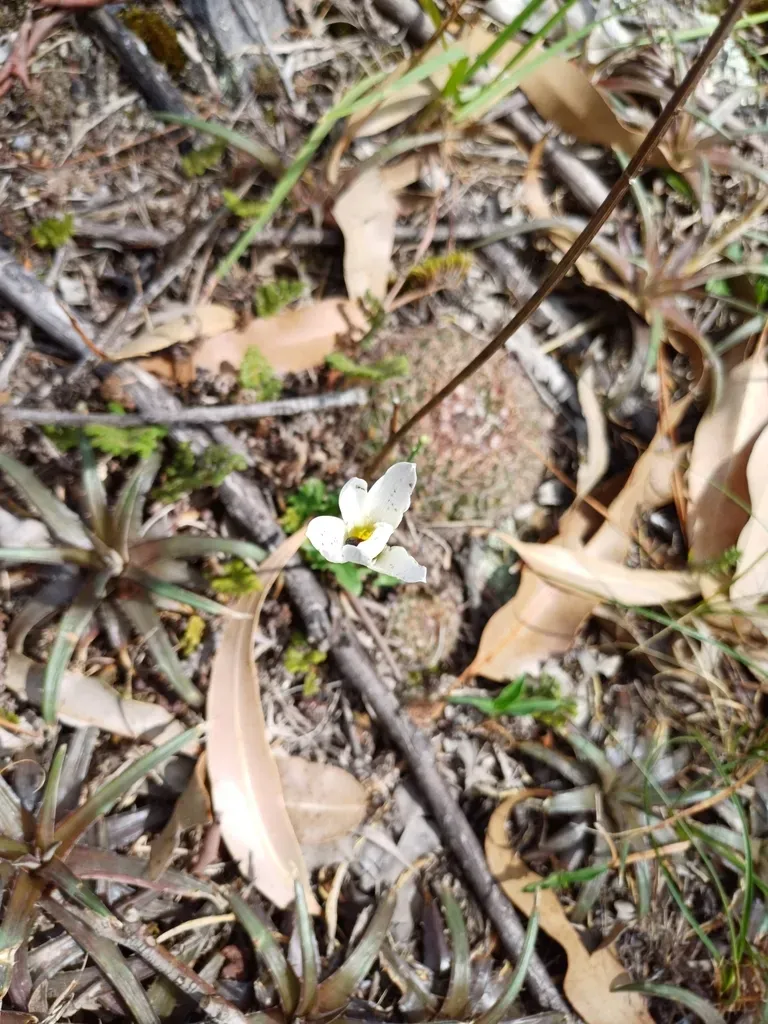 Zephyranthes Mesochloa