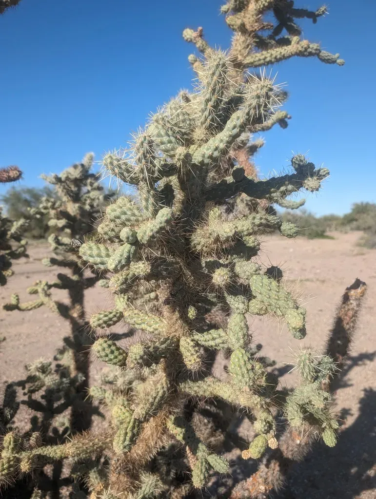 Munz's Cholla