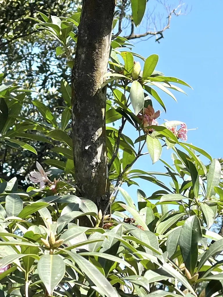 Westland's Rhododendron