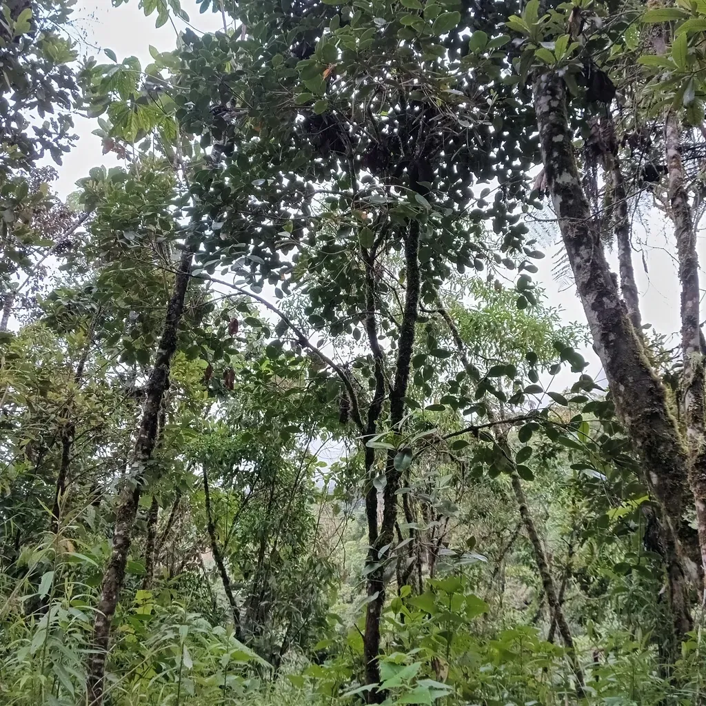 Alzatea Verticillata