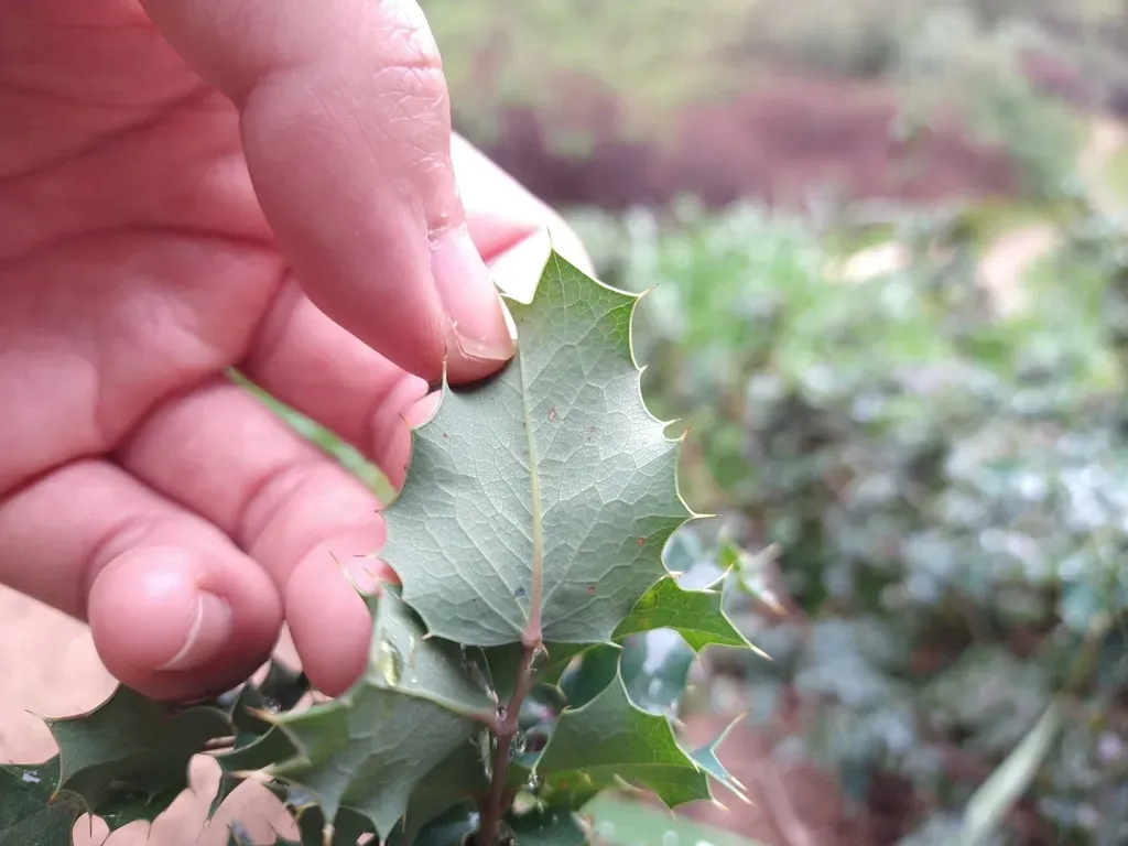 Shining Netvein Barberry