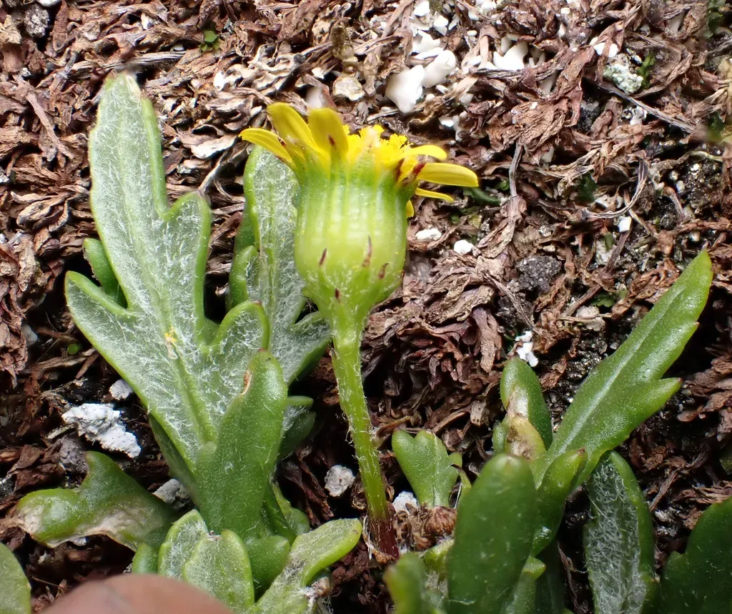 Senecio Radiolatus