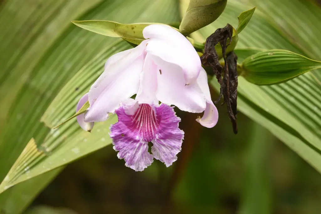 Sobralia Orchid