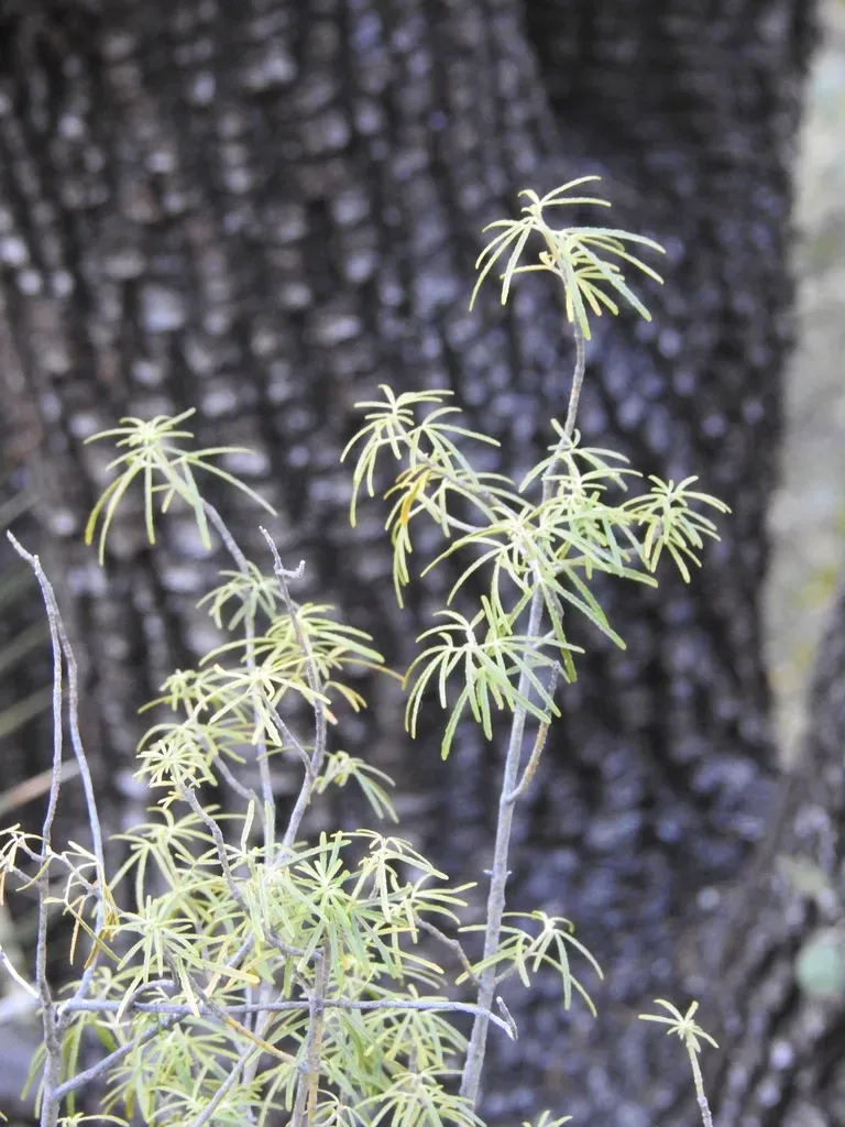 Arizona Starleaf Orange