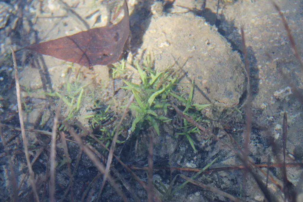 Quarterman's Hedge-hyssop