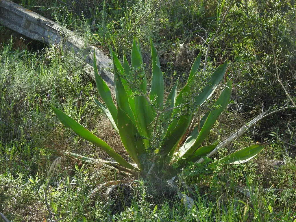 Wild Sisal