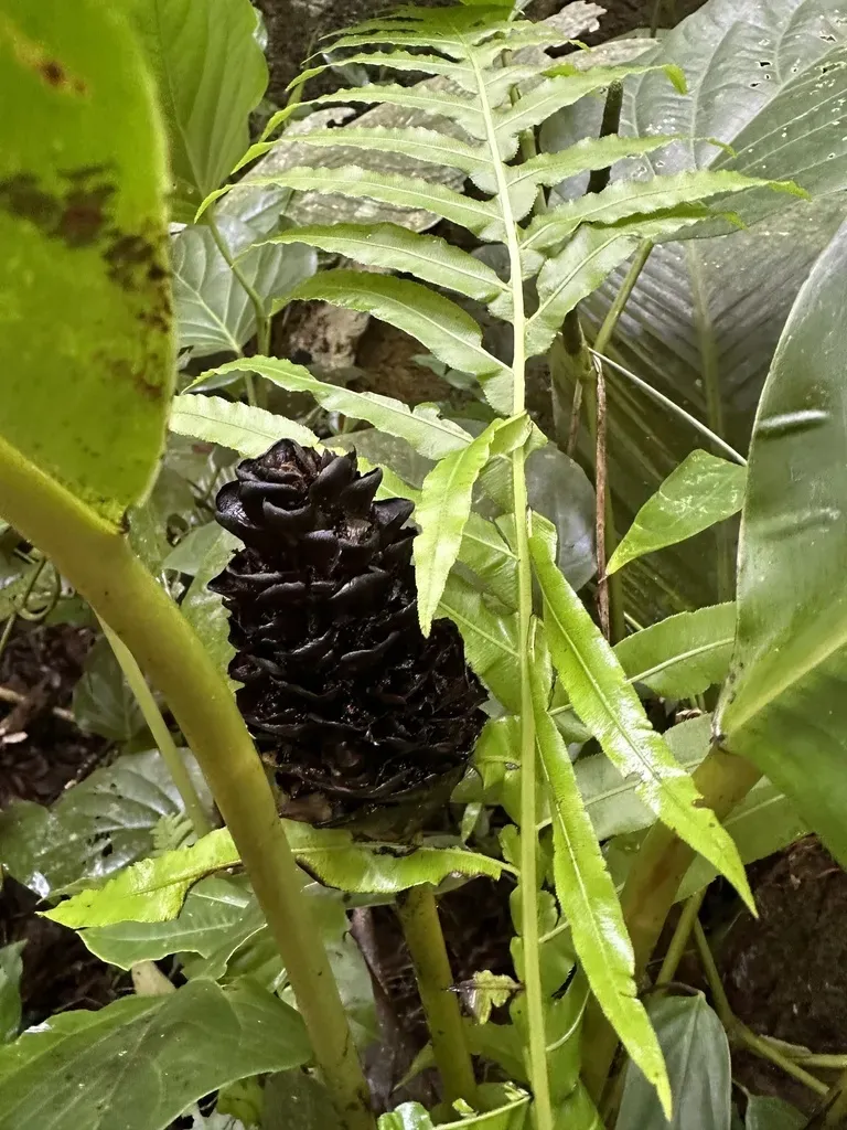 Goeppertia Monophylla