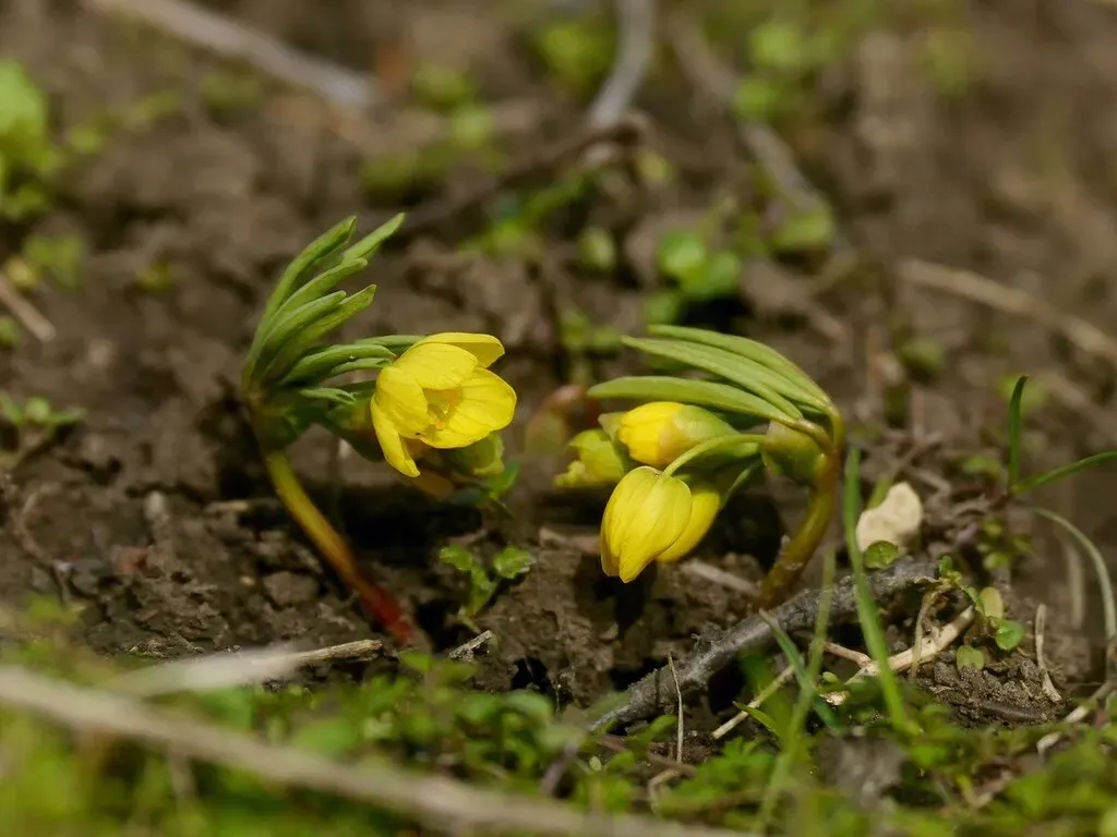 Gymnospermium Odessanum