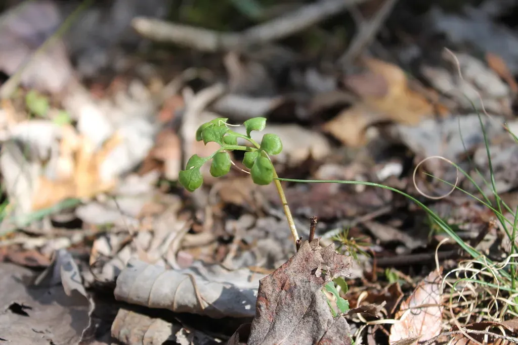Alabama Grapefern