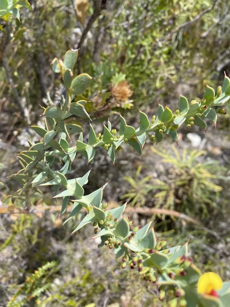 Daviesia Striata