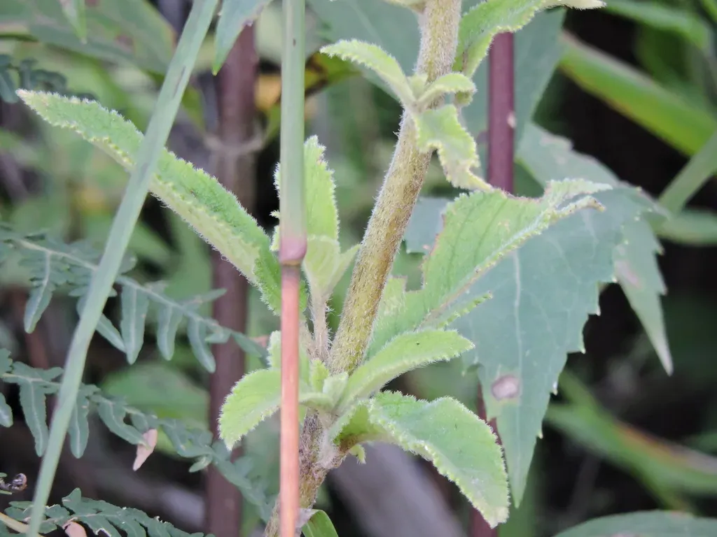 Sinningia Curtiflora