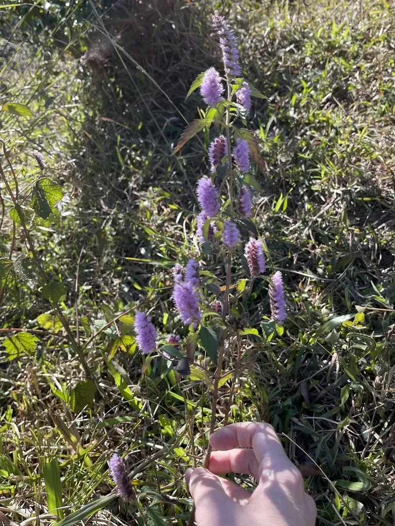 Purple-flower Elsholtzia