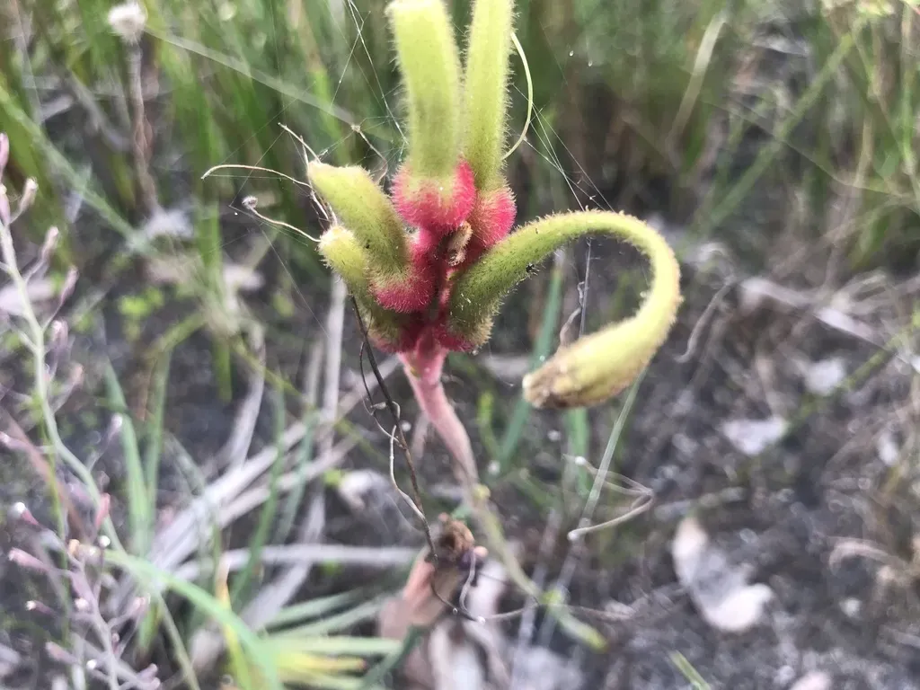 Little Kangaroo Paw