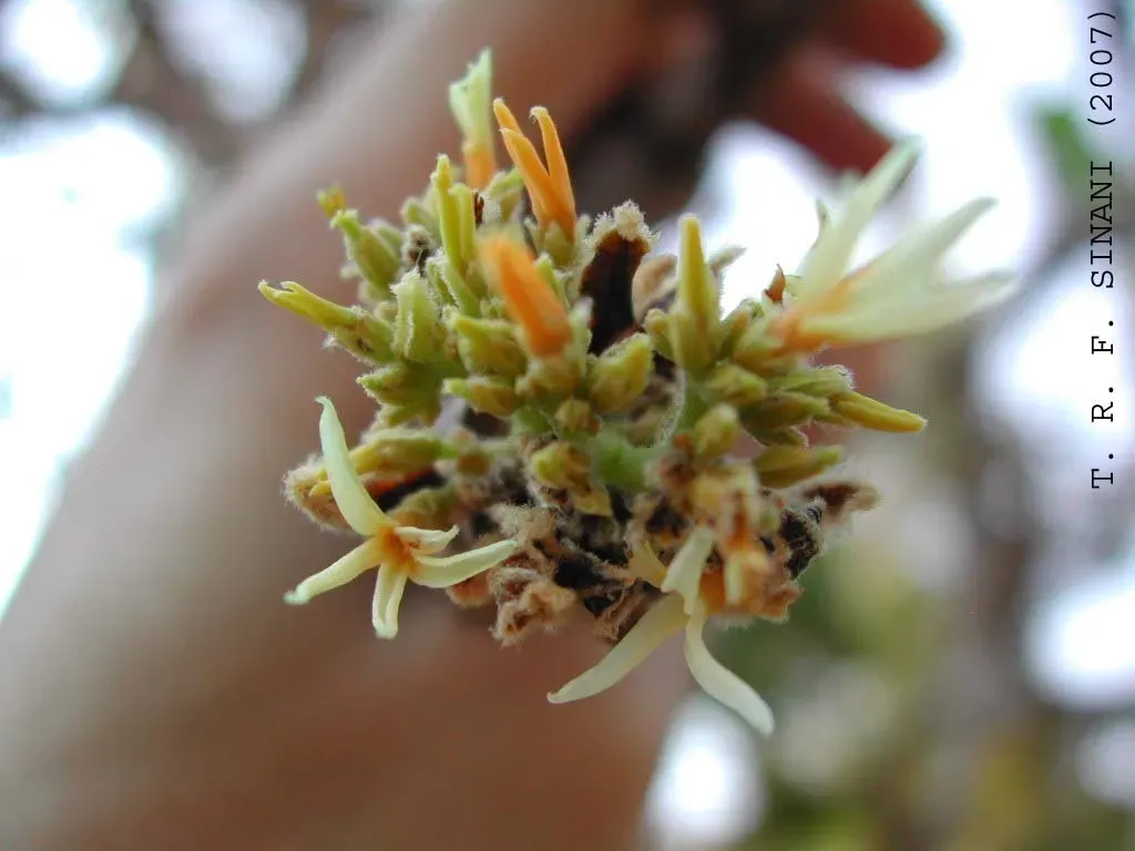 Aspidosperma Tomentosum