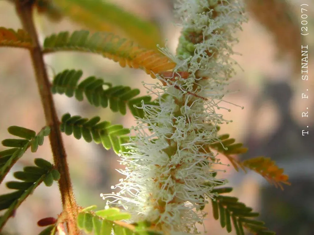 Mimosa Hebecarpa