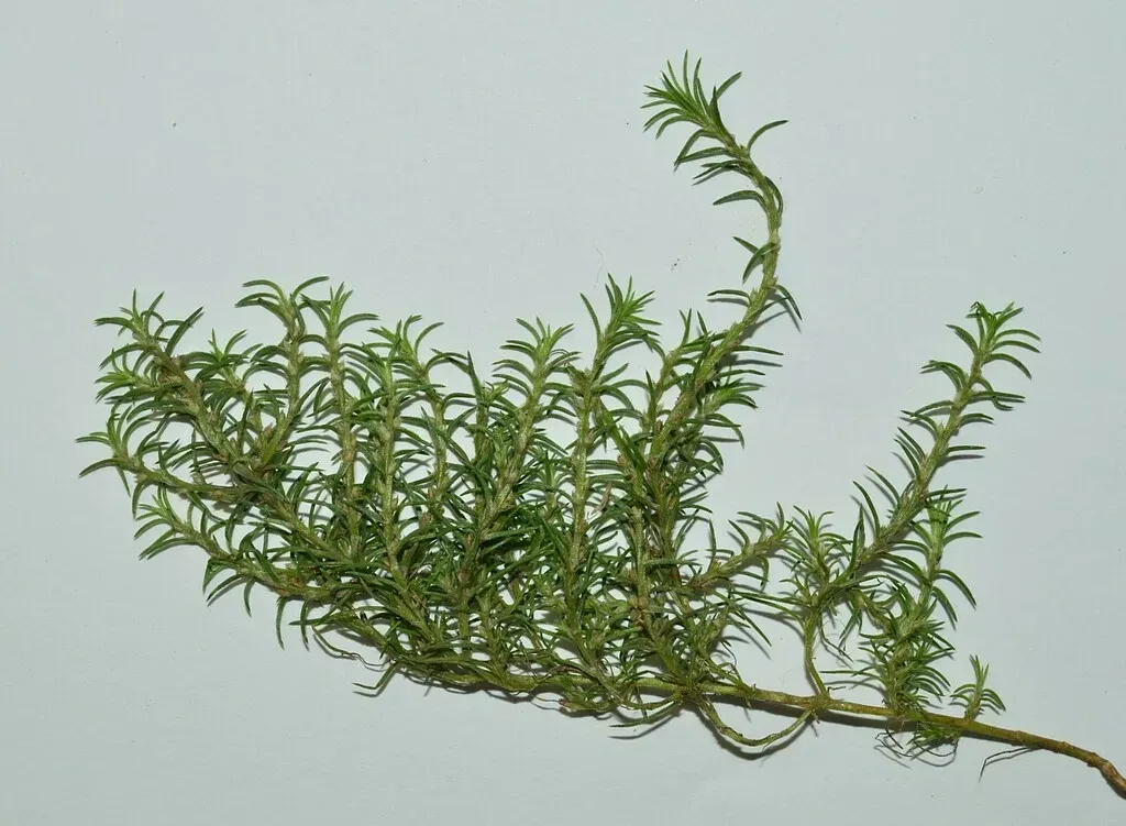 Polycnemum Heuffelii