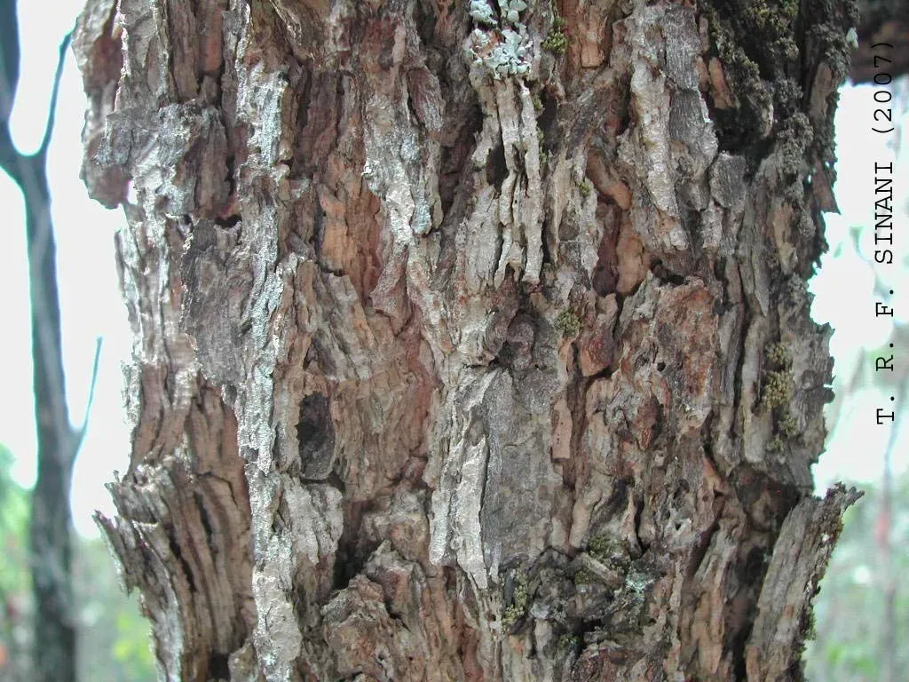 Erythroxylum Tortuosum