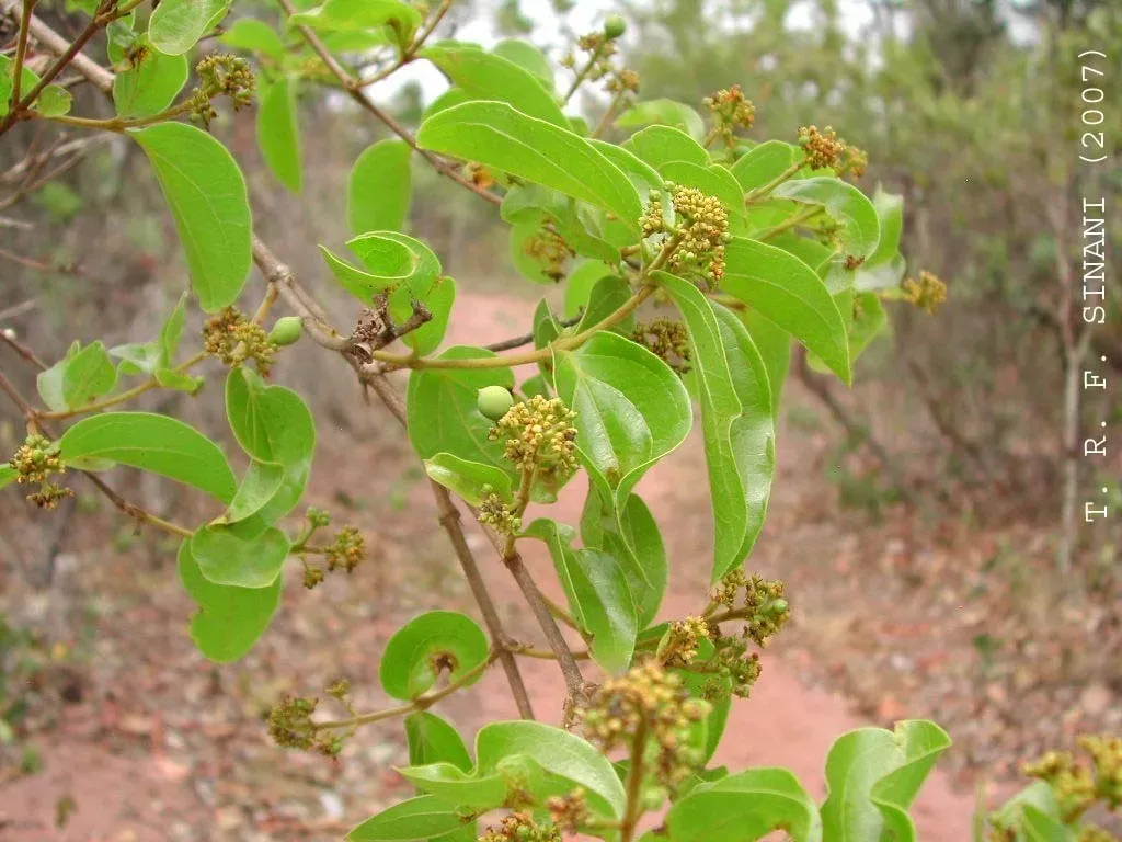 Strychnos Pseudoquina