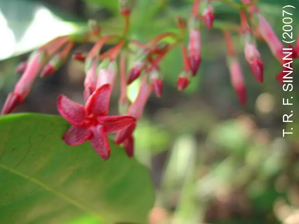 Rauvolfia Weddeliana