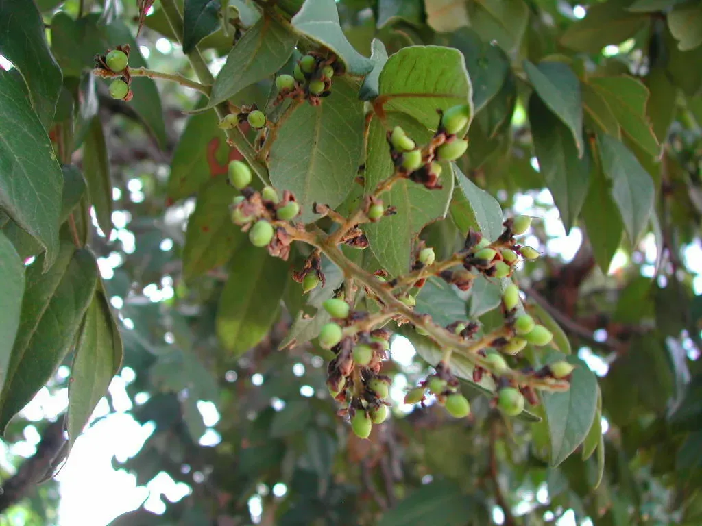Andira Cujabensis