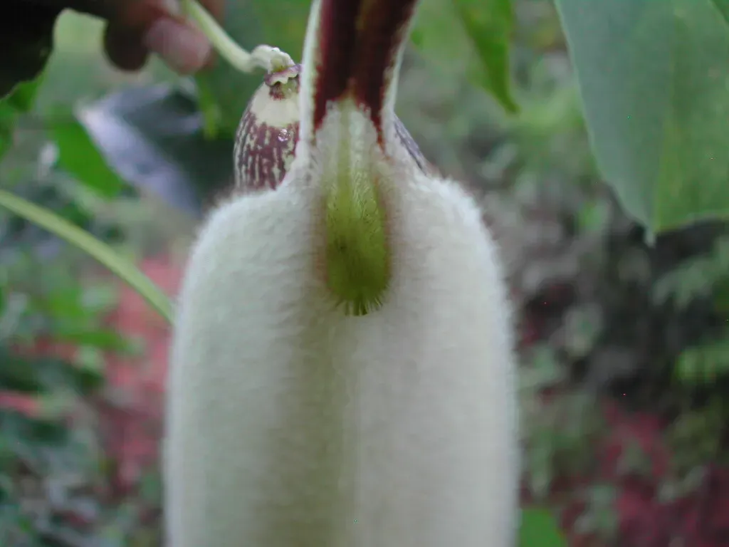 Aristolochia Esperanzae