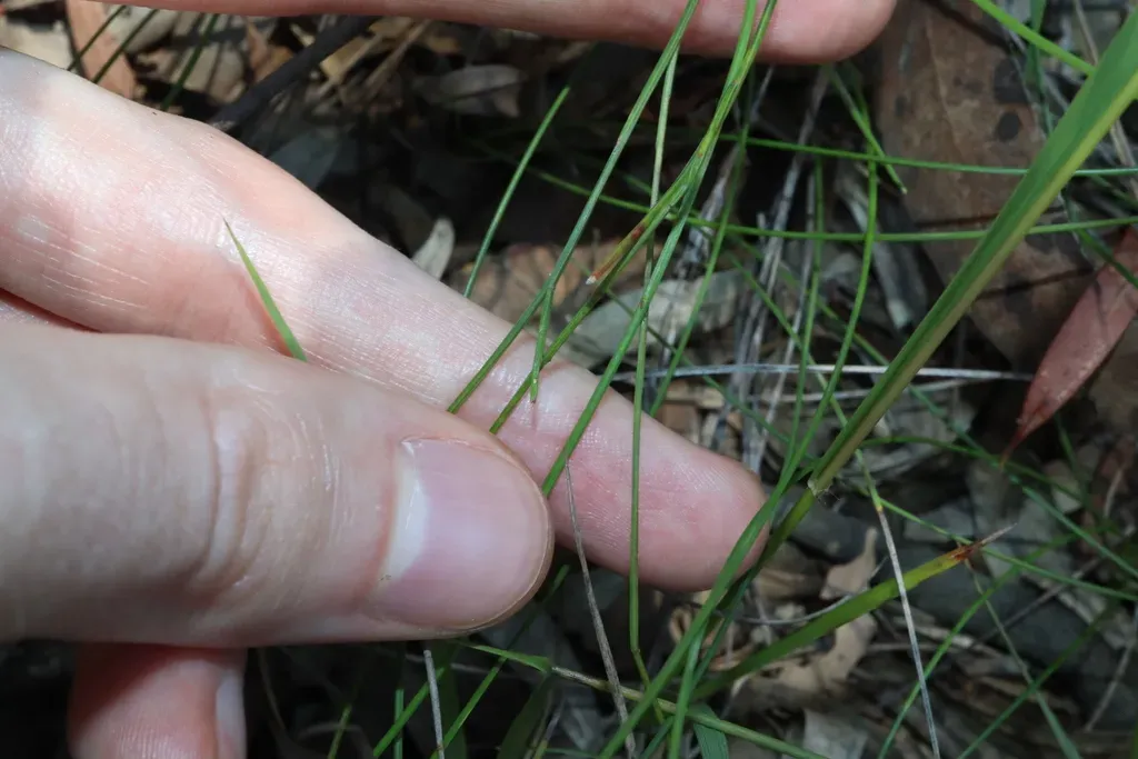 Comesperma Sphaerocarpum