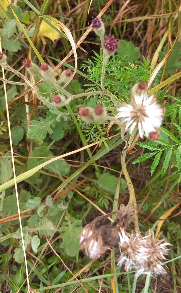 Senecio Glanduloso-lanosus