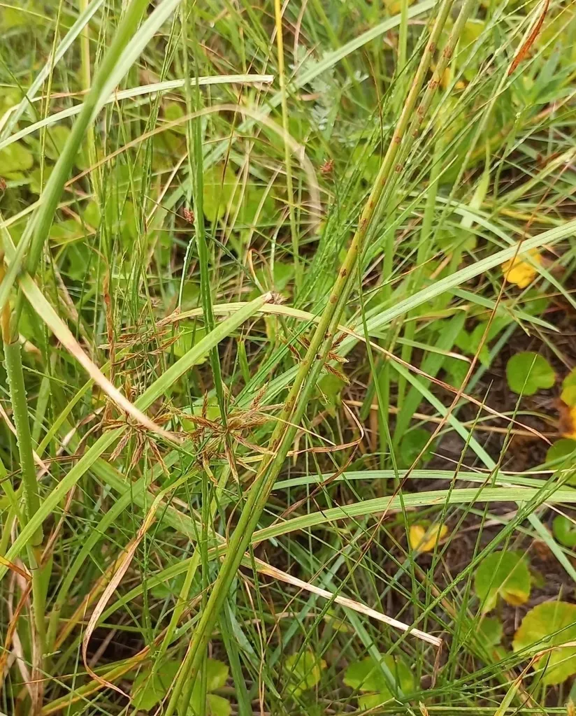 Cyperus Intactus