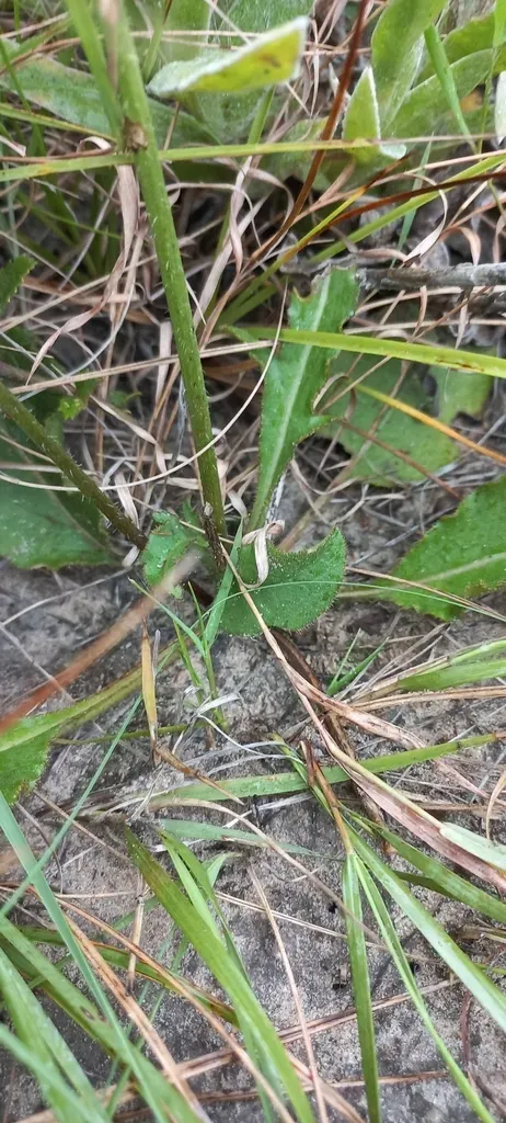 Tsoene Mock Scabious
