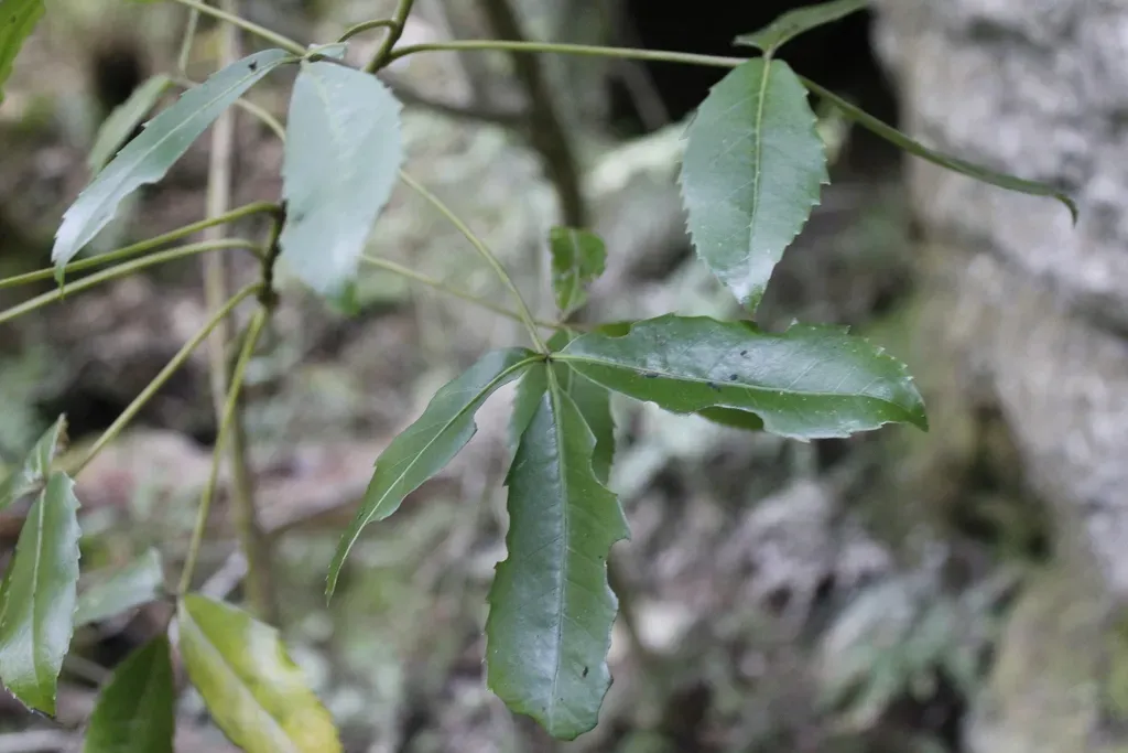 Pseudopanax Macintyrei