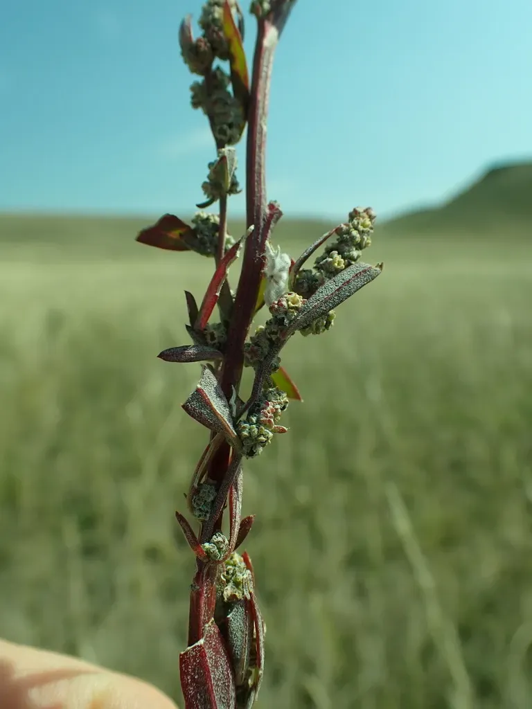 Narrowleaf Goosefoot