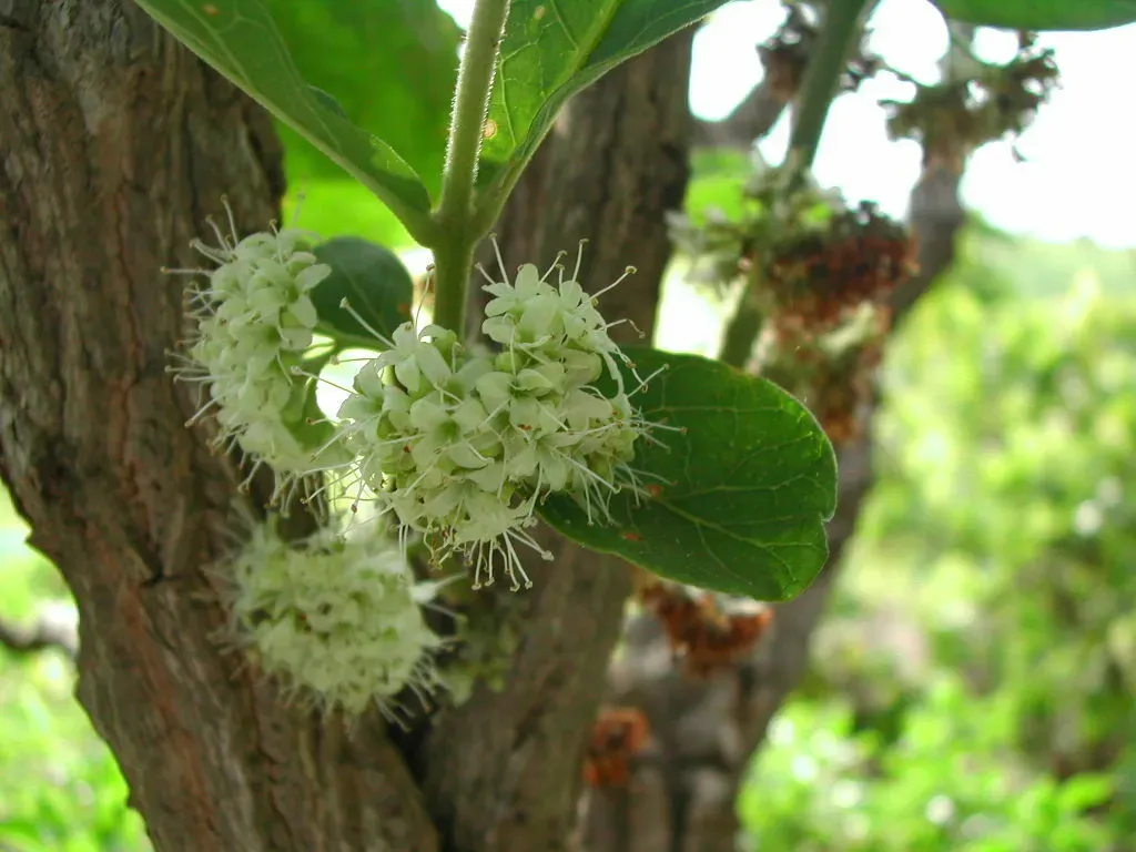 Aegiphila Verticillata