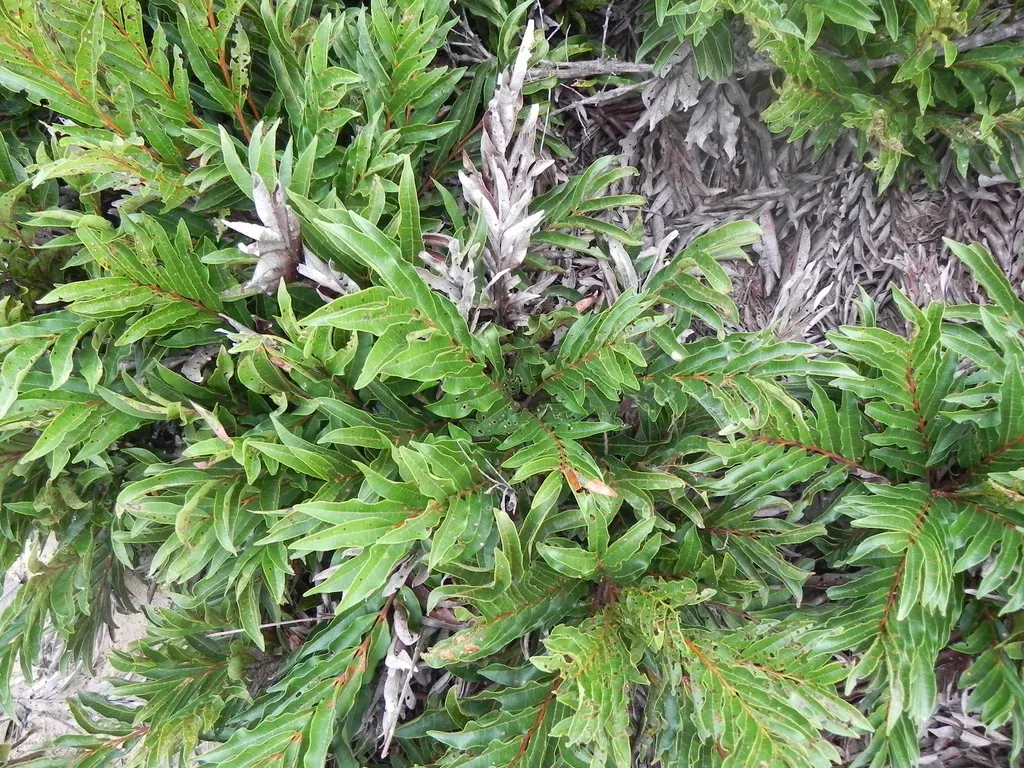 Talisia Angustifolia