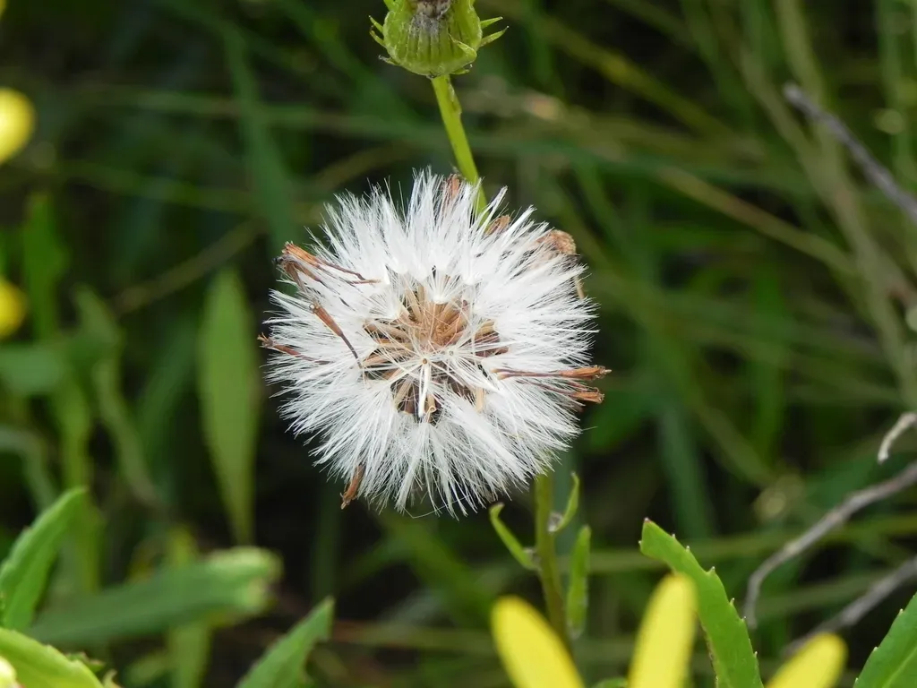 Senecio Apensis