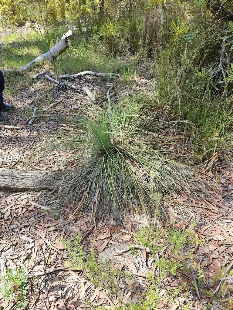 Small Grass-tree
