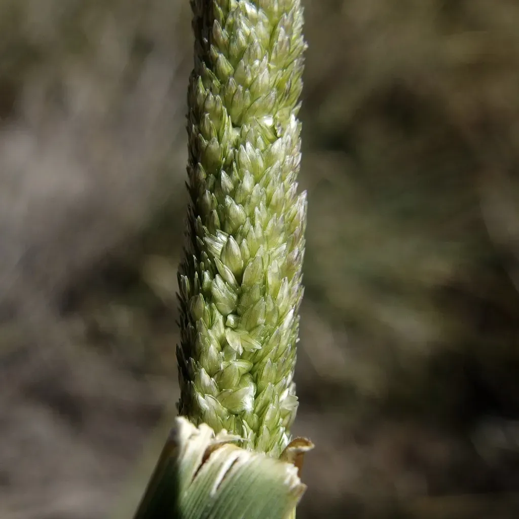 Eragrostis Spicata