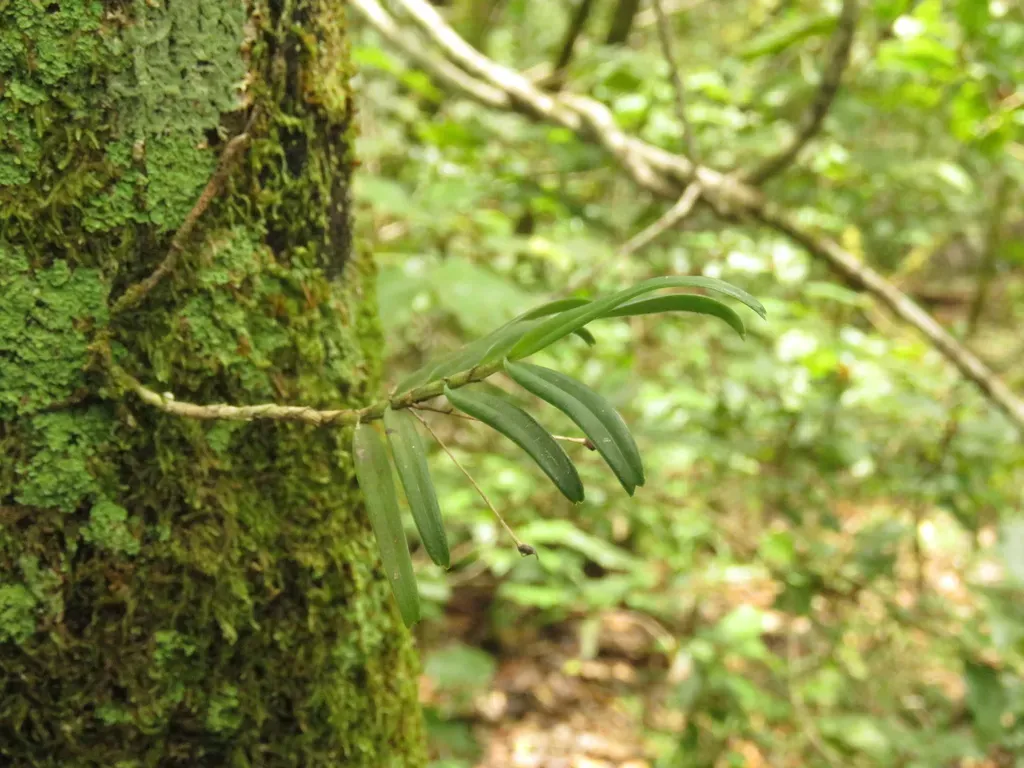 Yellowwood Shell Orchid
