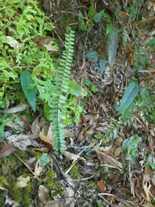 Rainforest Spleenwort