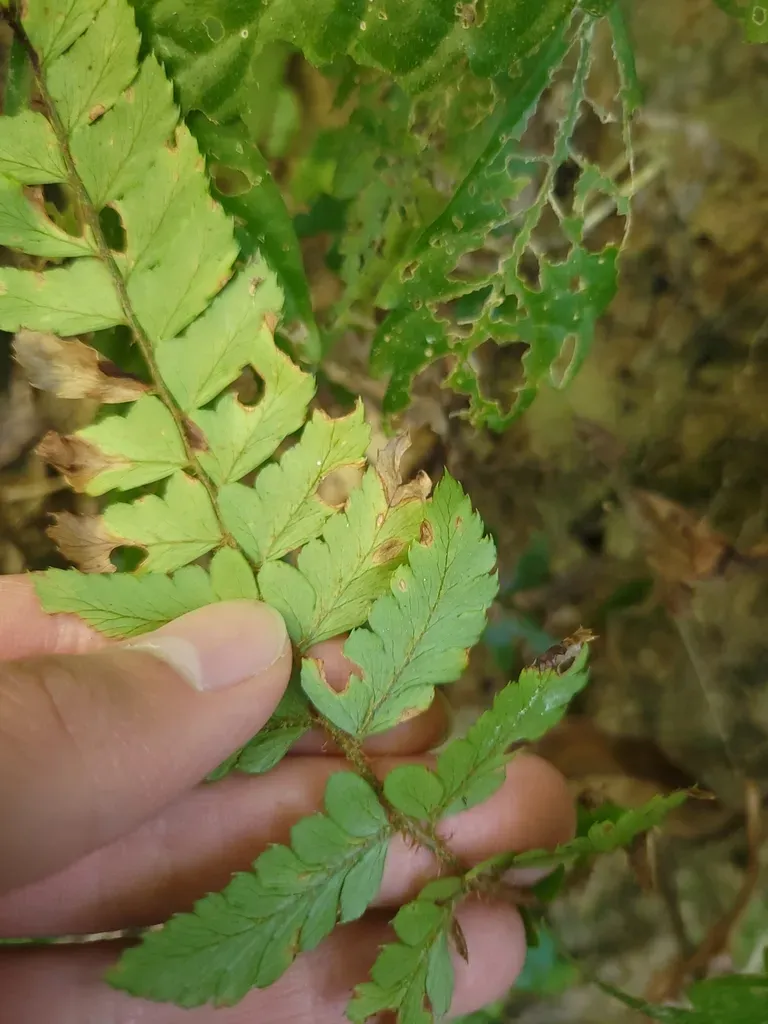 Polystichum Biaristatum